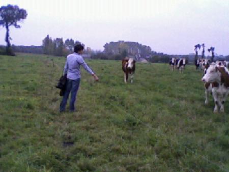 aur�l l'ami des vaches...